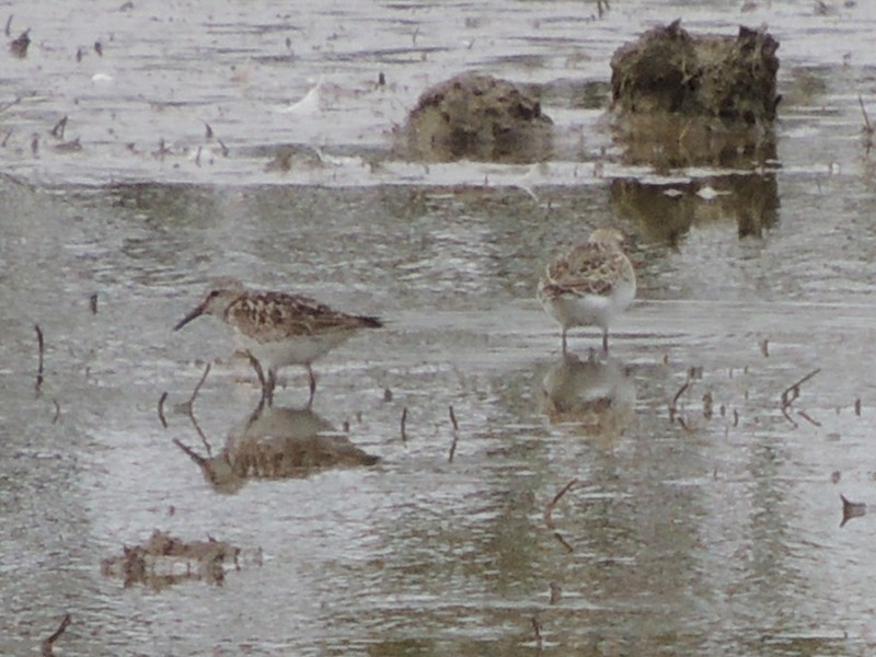 White-rumped Sandpiper