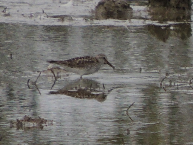 White-rumped Sandpiper