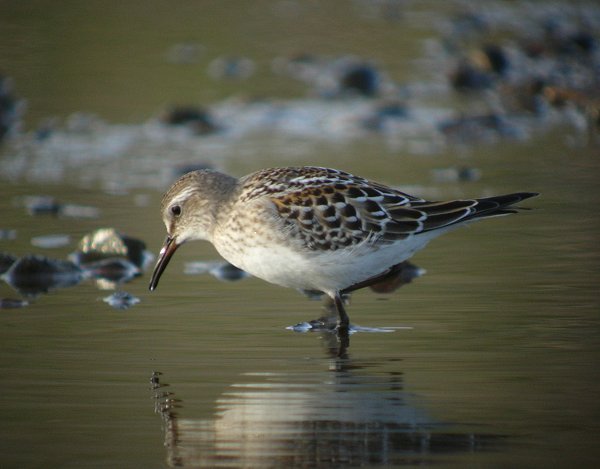 White-rumped Sandpiper