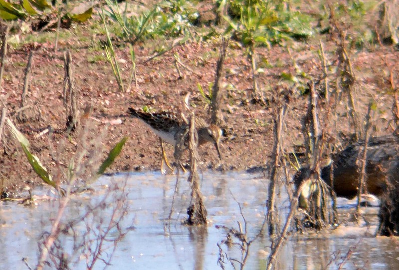 Pectoral Sandpiper