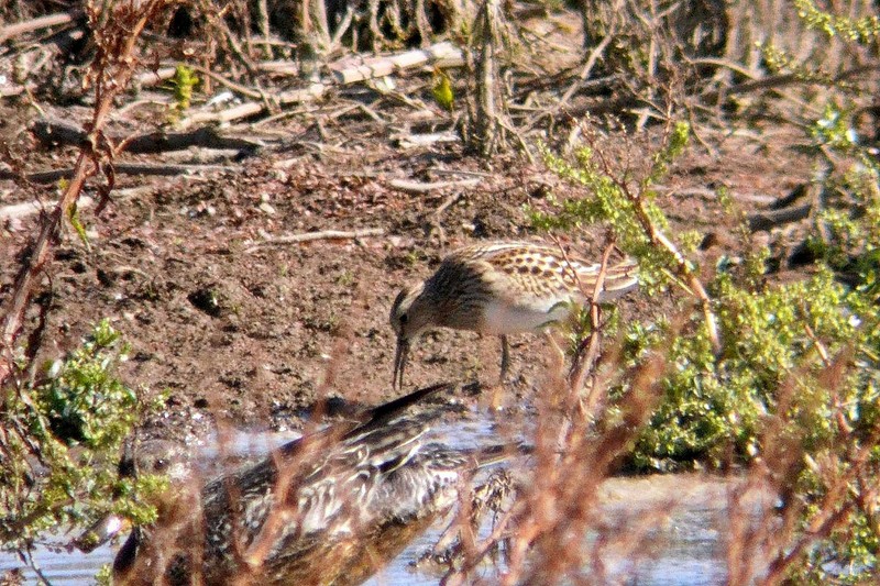 Pectoral Sandpiper