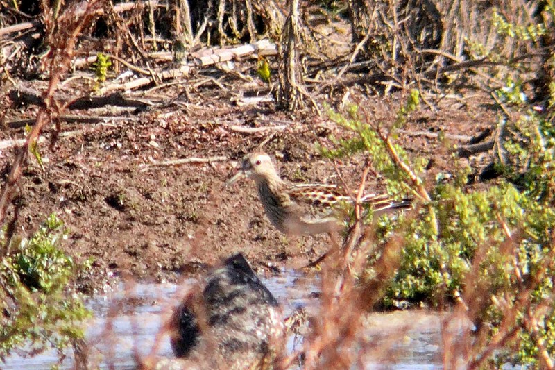 Pectoral Sandpiper