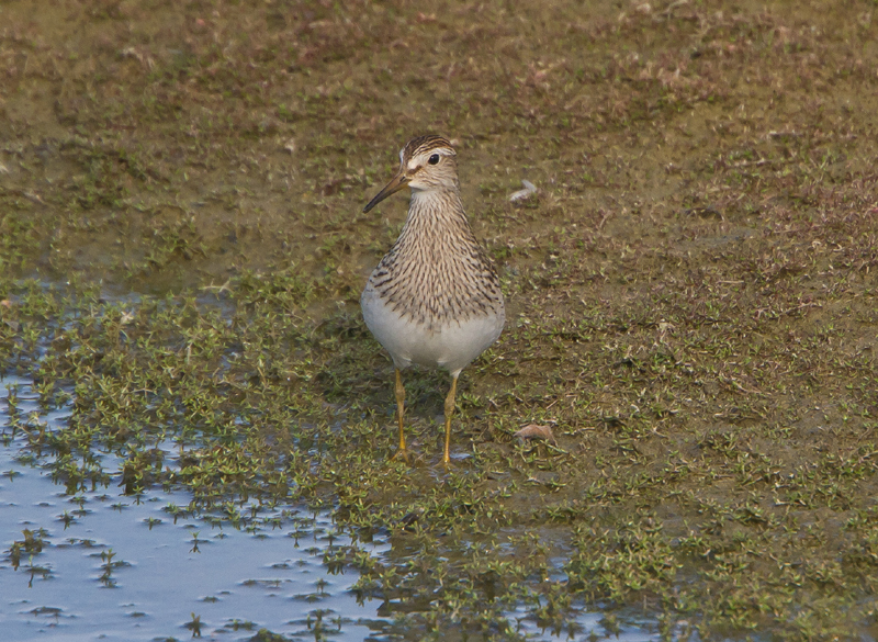 Pectoral Sandpiper