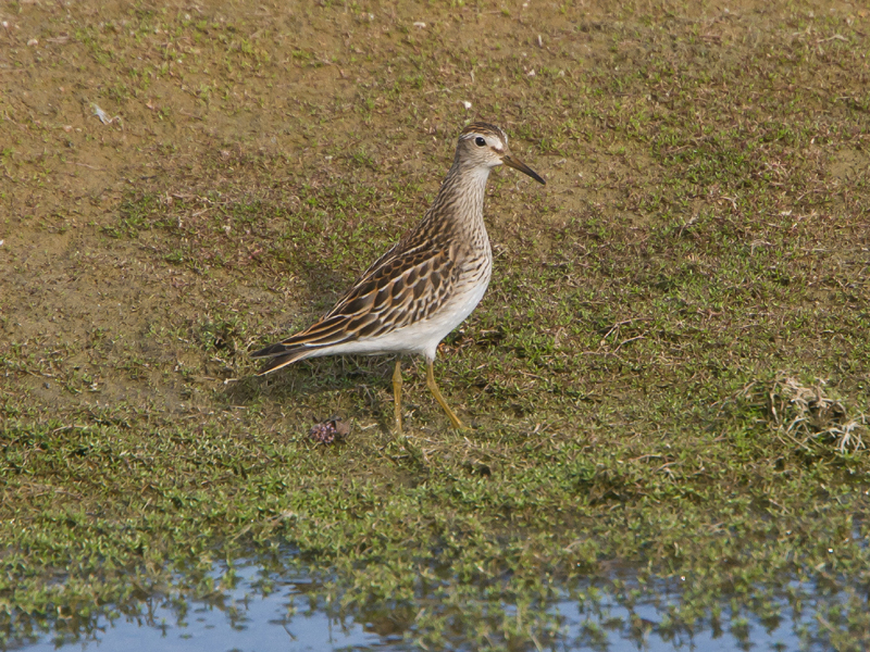 Pectoral Sandpiper