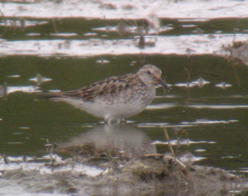 White-rumped Sandpiper