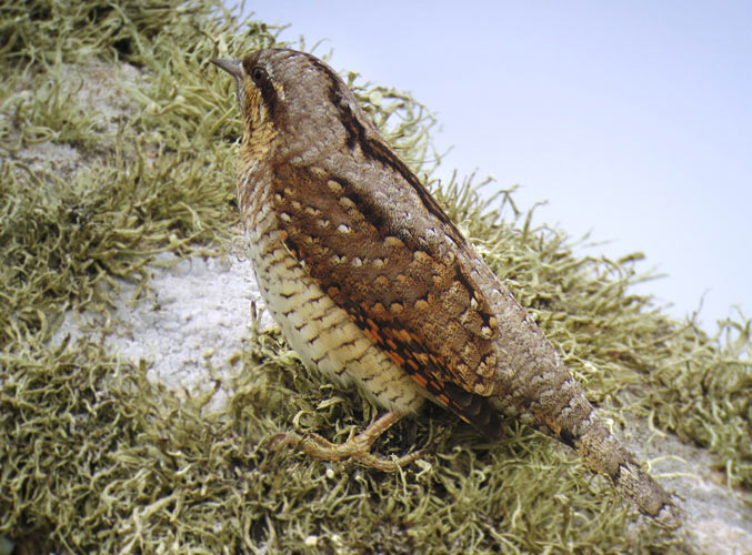 Wryneck