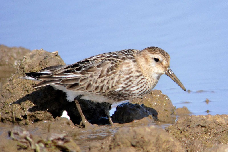 Dunlin