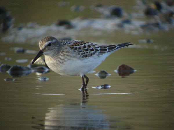 White-rumped Sandpiper