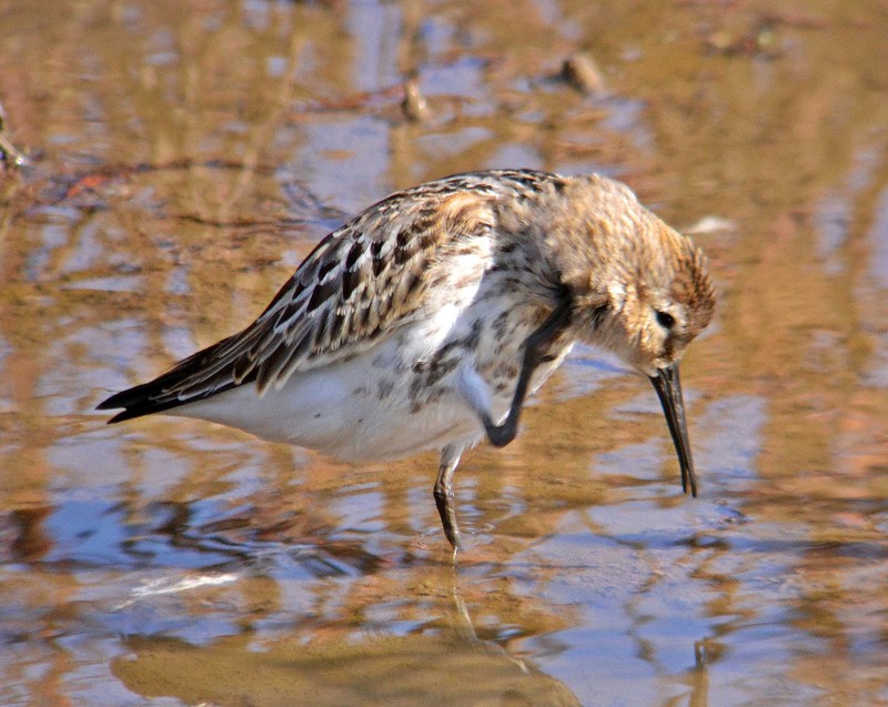 Dunlin