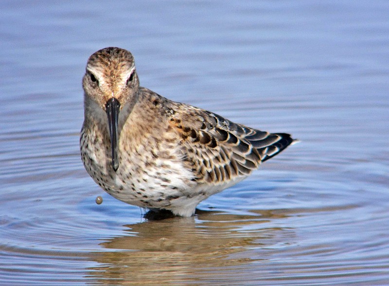 Dunlin