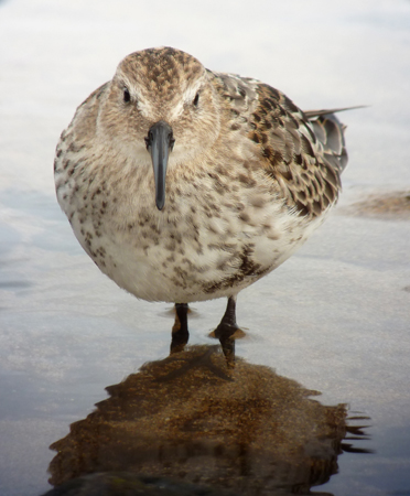 Dunlin