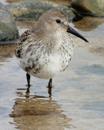Dunlin