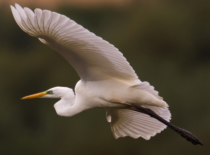 Great White Egret