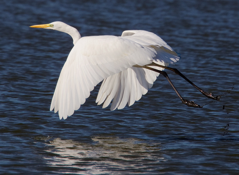 Great White Egret