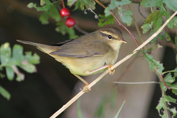 Radde's Warbler