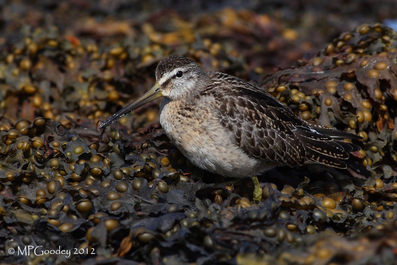 Short-billed Dowitcher