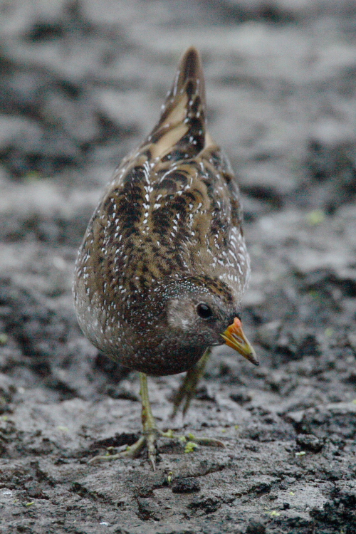 Spotted Crake