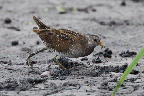 Spotted Crake