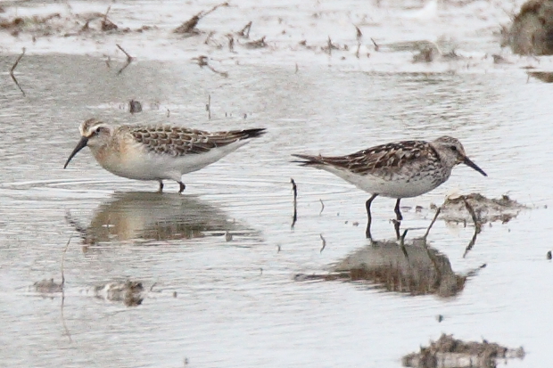 White-rumped Sandpiper