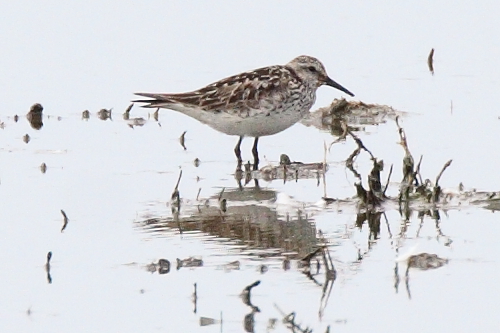 White-rumped Sandpiper