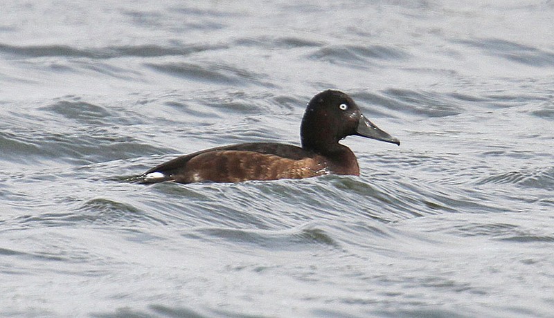 Ferruginous Duck