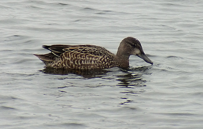 Blue-winged Teal