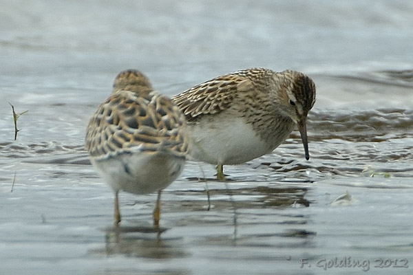 Pectoral Sandpiper