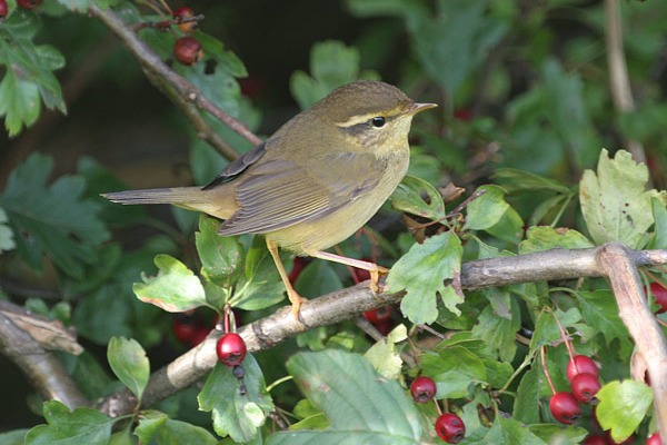 Radde's Warbler