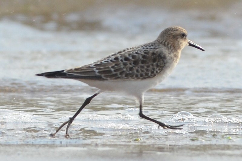 Baird's Sandpiper