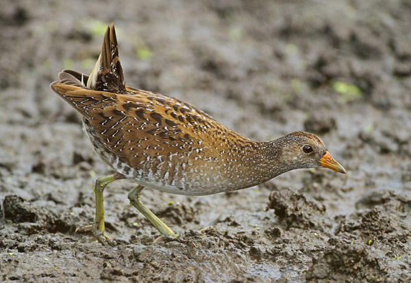 Spotted Crake