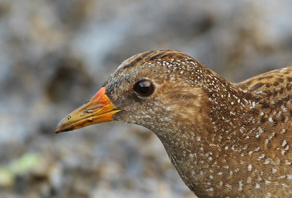 Spotted Crake