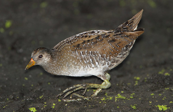 Spotted Crake