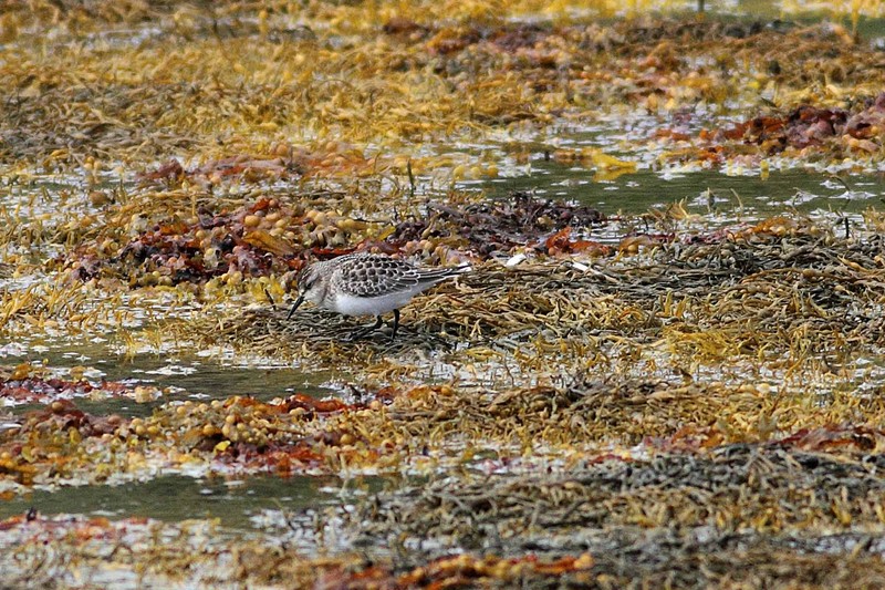 Baird's Sandpiper