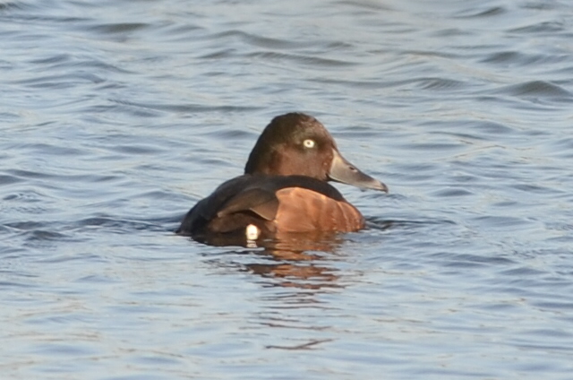 Ferruginous Duck