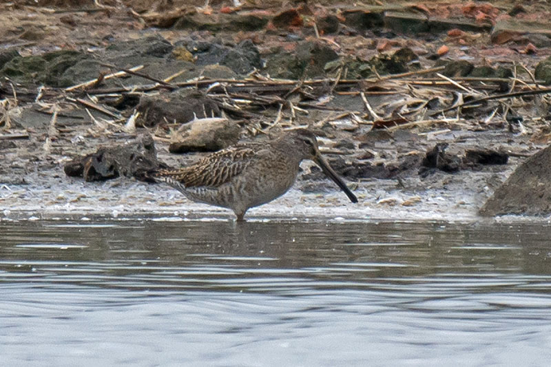 Short-billed Dowitcher
