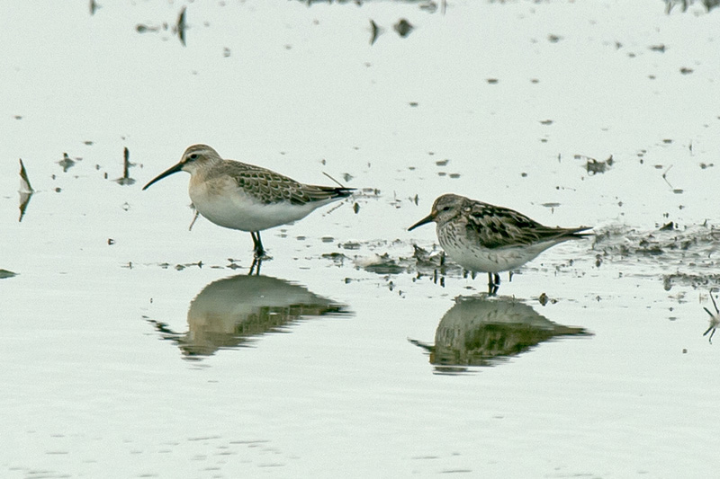 White-rumped Sandpiper