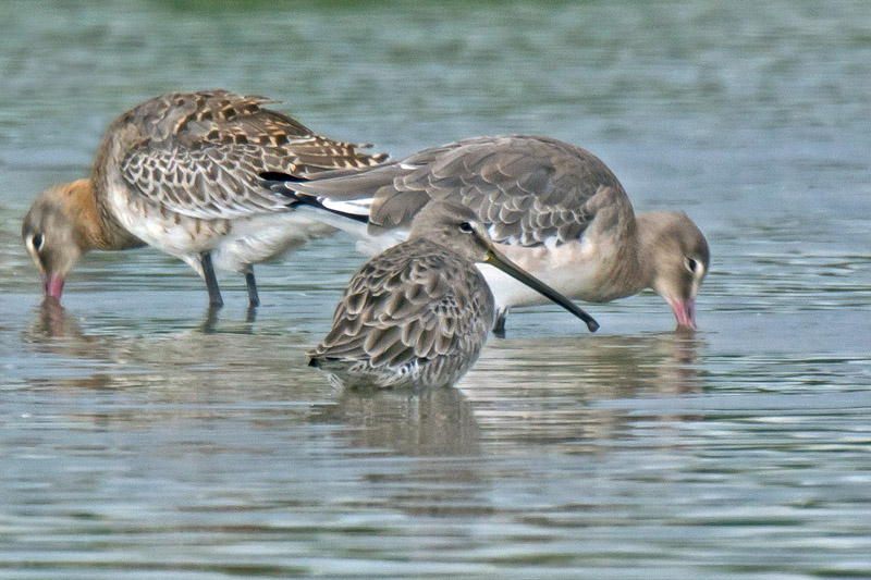Long-billed Dowitcher