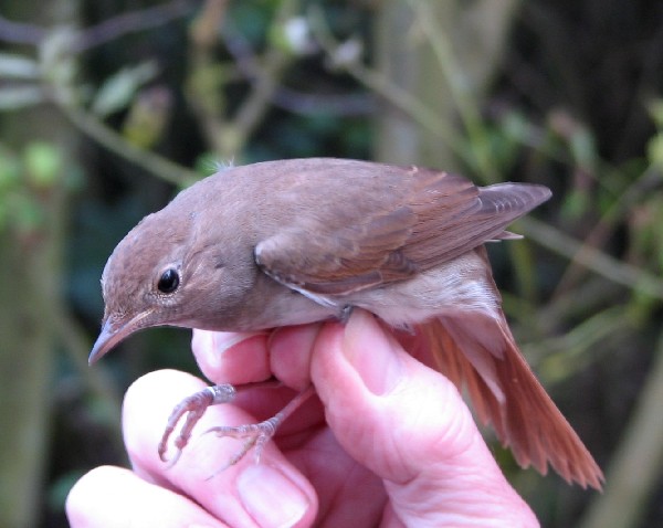 Thrush Nightingale