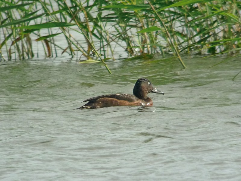 Ferruginous Duck