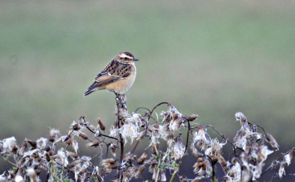 Whinchat