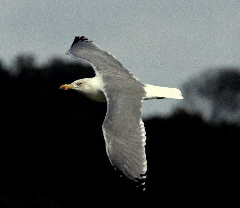 Yellow-legged Gull