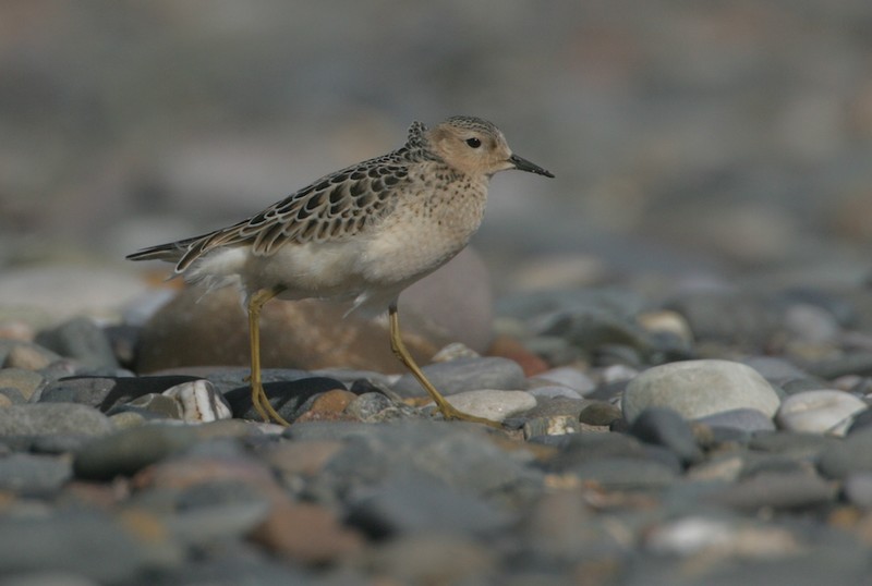 Buff-breasted Sandpiper