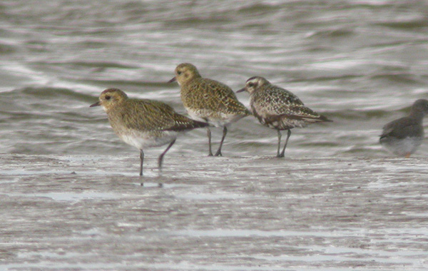 American Golden Plover