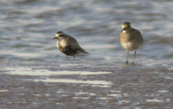 American Golden Plover