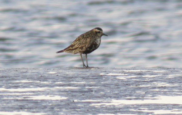 American Golden Plover