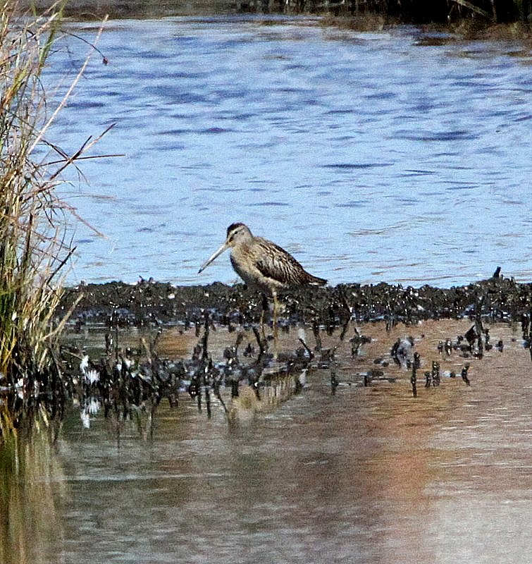 Short-billed Dowitcher