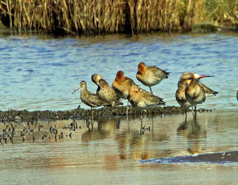 Short-billed Dowitcher