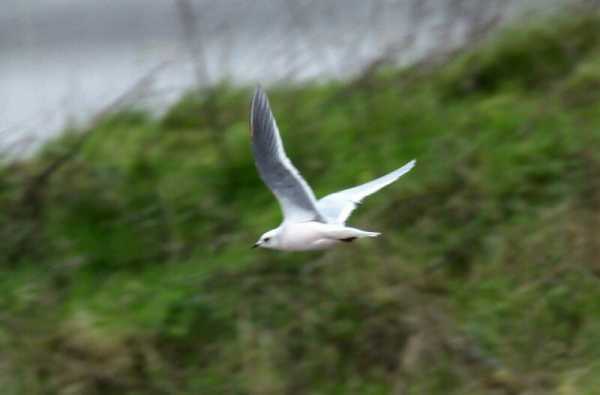 Ross's Gull
