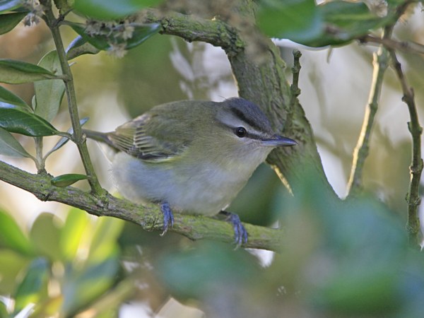 Red-eyed Vireo
