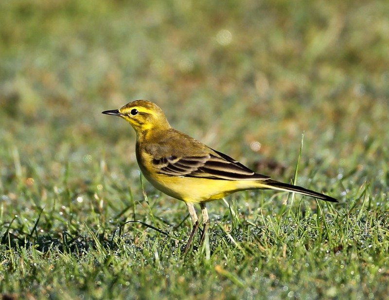 Yellow Wagtail